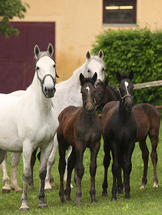 Lipizzanerzucht Piber