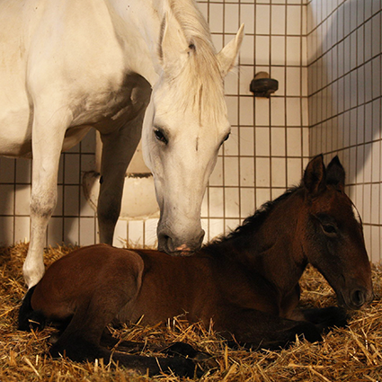 Lipizzanerzucht Piber