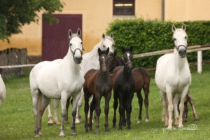 Das Wissen rund um die Lipizzanerzucht im Gestüt Piber wurde von der UNESCO 2022 in die Liste der immateriellen Kulturerbe aufgenommen.