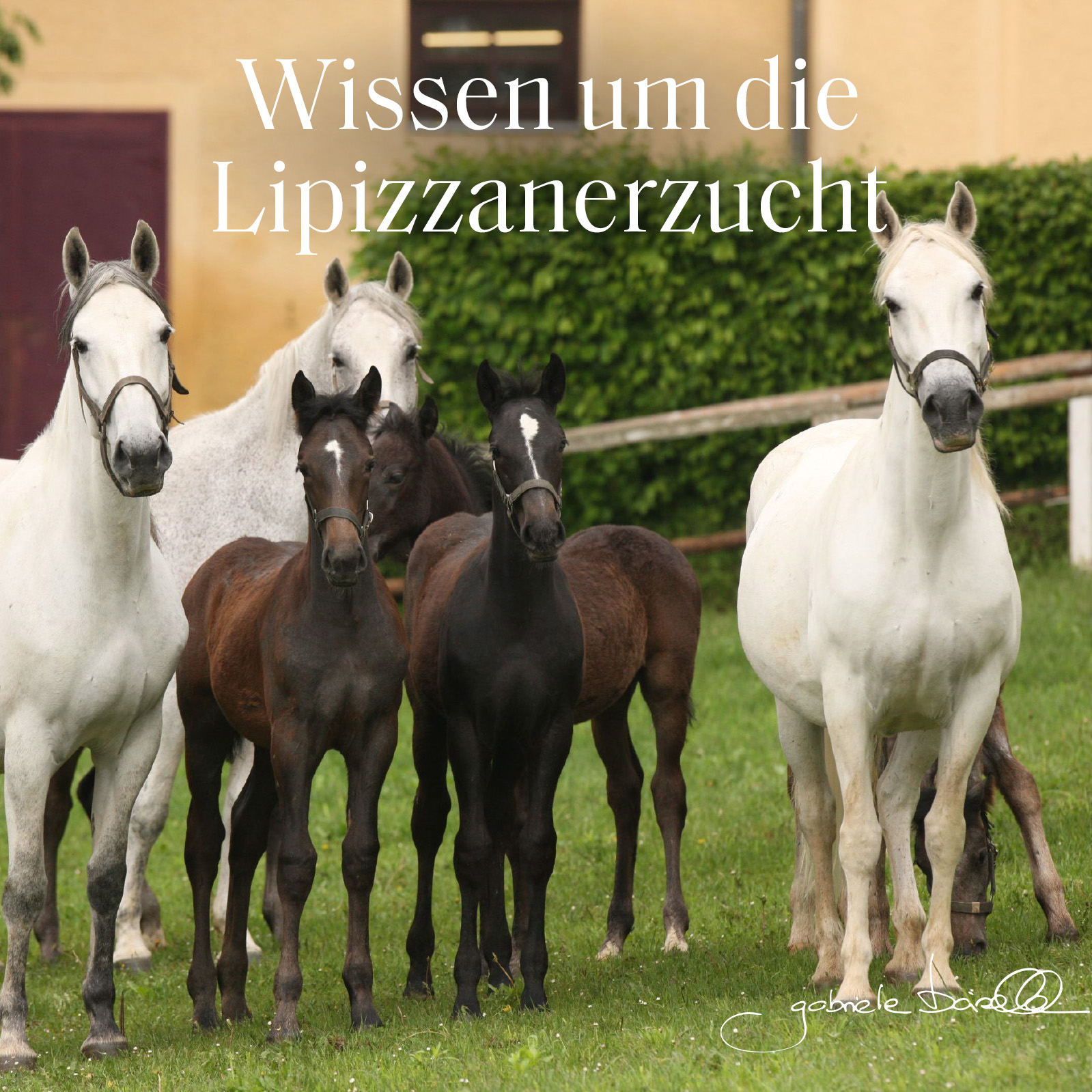 "Wissen um die Lipizzanerzucht" des Lipizzanergestüts Piber wurde in die UNESCO-Liste des Immateriellen Kulturerbes der Menschheit aufgenommen.