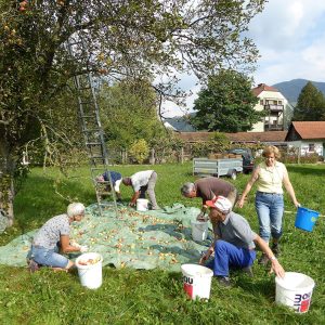 Apfelernte - Streuobstwiese