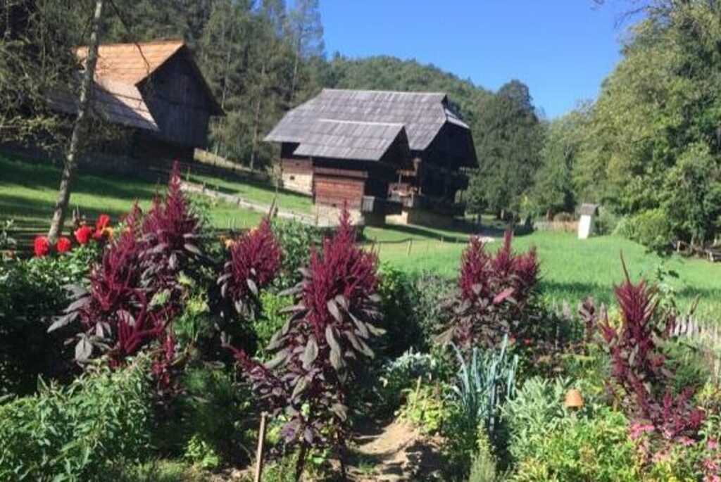 Fuchsschwanz im Österreichischen Freilichtmuseum Stübing